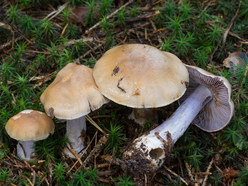 Cortinarius anomalochrascens